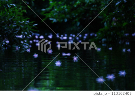 沖縄県西表島 川に浮かぶたくさんのサガリバナ 沖縄県西表島 川に浮かぶたくさんのサガリバナ 113162405