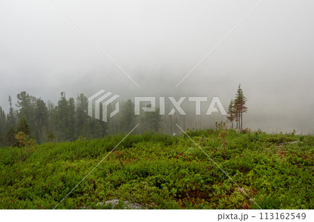 Atmospheric landscape with coniferous trees in low clouds 113162549