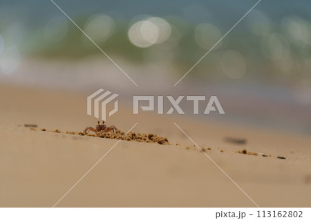波打ち際で砂遊びをするカニ 113162802