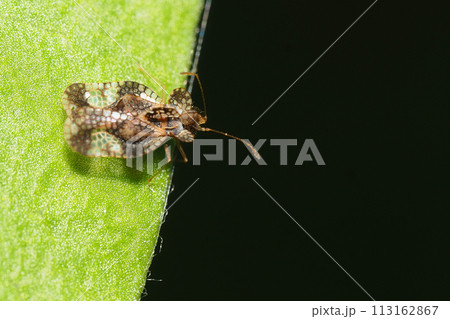 グンバイムシの一種 113162867