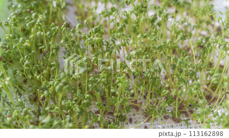 A close up of a bunch of green sprouts 113162898