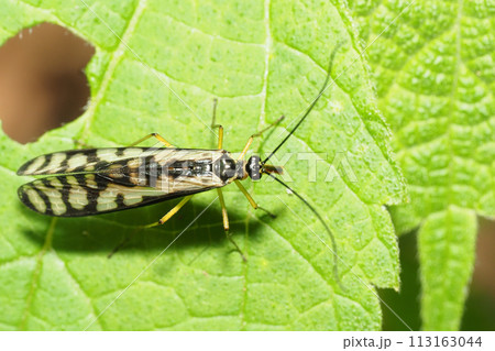 キアシシリアゲ 113163044