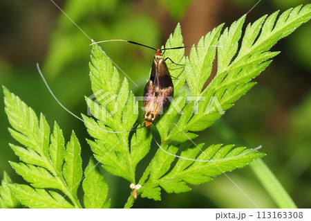 交尾中のクロハネシロヒゲナガ 113163308