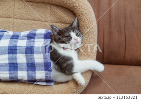 横になる猫 113163821