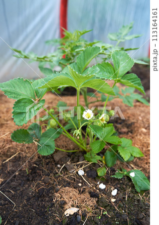 Eco veg growing Eco veg growing 113164161