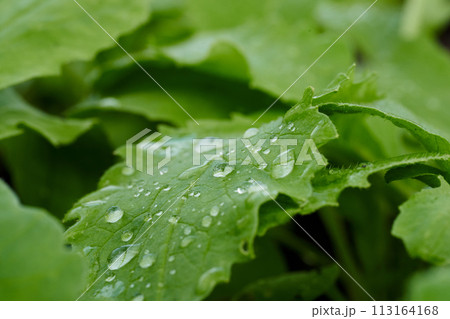 Radishes are grown at spring 113164168