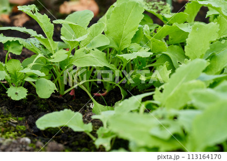 Radishes are grown at spring 113164170