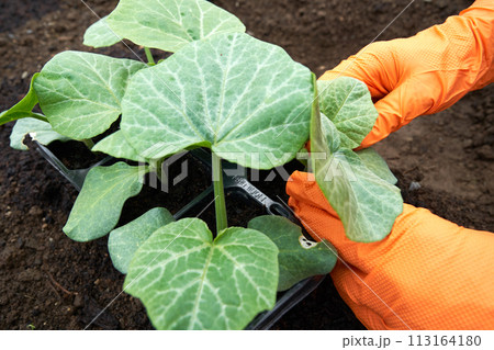 Eco veg growing Eco veg growing 113164180