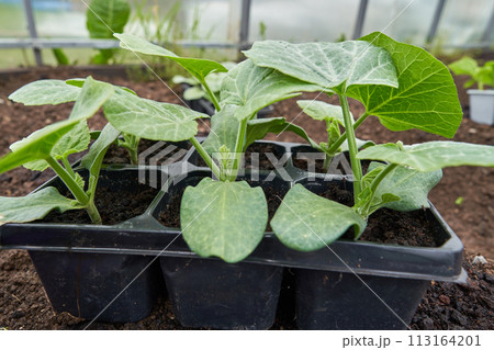 Eco veg growing Eco veg growing 113164201