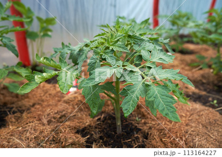 Eco veg growing Eco veg growing 113164227