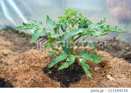 Eco veg growing Eco veg growing 113164230