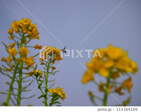 菜の花と蜂 113164289