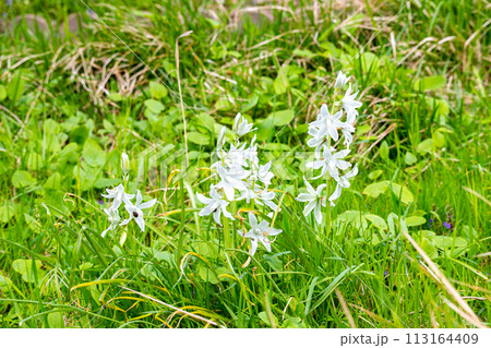 オーニソガラム・ヌタンス、Ornithogalum nutans オーニソガラム・ヌタンス、Ornithogalum nutans 113164409