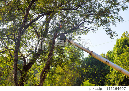 Lumberjack cutting branches on tree use telescopic trimming blade saw. 113164607