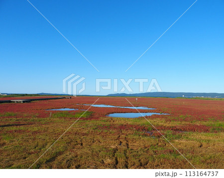 網走湖 サンゴ草群生地 113164737