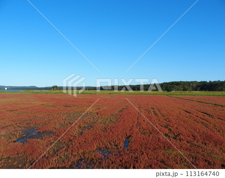 網走湖 サンゴ草群生地 網走湖 サンゴ草群生地 113164740