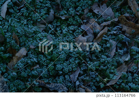 落ち葉 落ち葉 113164766