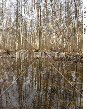 the reflection of trees on the water in the pool in park, trees trunks in water the reflection of trees on the water in the pool in park, trees trunks in water 113164868