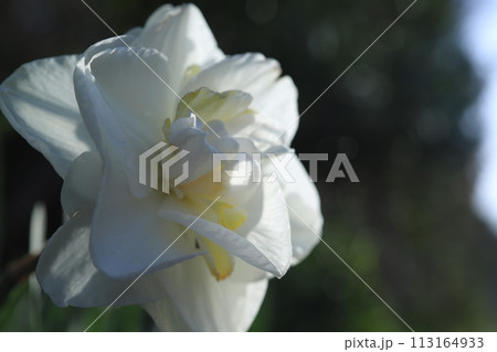 白い八重咲水仙 113164933