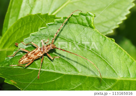 キマダラミヤマカミキリ（キマダラカミキリ） 113165016