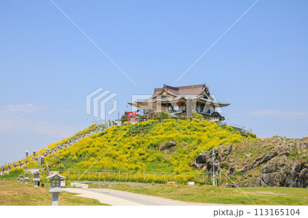 「青森県」菜の花咲く春の蕪島 八戸市 「青森県」菜の花咲く春の蕪島 八戸市 113165104