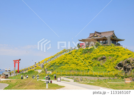「青森県」菜の花咲く春の蕪島 八戸市 「青森県」菜の花咲く春の蕪島 八戸市 113165107
