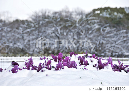 積雪の中から顔を出す葉牡丹 積雪の中から顔を出す葉牡丹 113165302