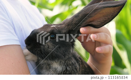 Teenager boy hands stroking black rabbit long ears at sunny summer lush greenery grass closeup. Portrait of cute bunny hare farm mammal animal fluffy adorable rodent at male teen hugging arms outdoor 113165834