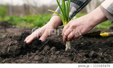 farmer digs ground with shovel, shovel, hands planting green sprout ground, agriculture, seedling, sprout, open field, farmer planting soil with plant, planting young germs ground, engaged favorite 113165870