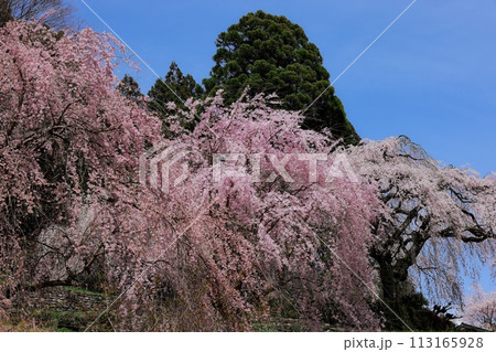 枝垂れ桜 113165928