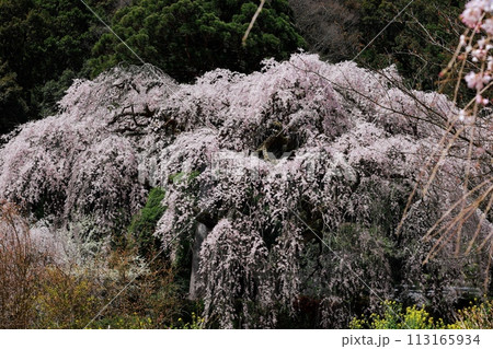 枝垂れ桜 枝垂れ桜 113165934