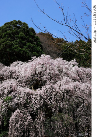 枝垂れ桜 枝垂れ桜 113165936