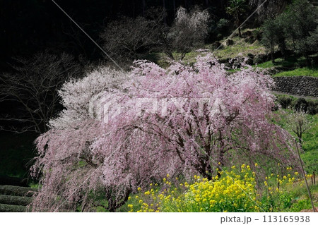 枝垂れ桜 枝垂れ桜 113165938