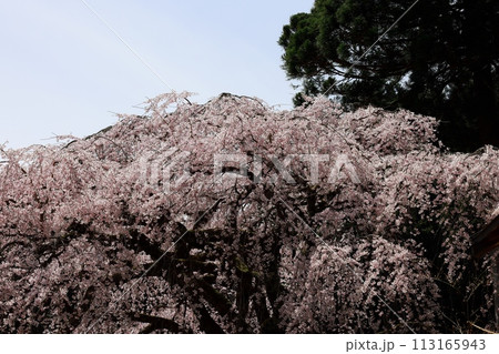 枝垂れ桜 113165943