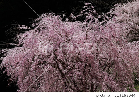 枝垂れ桜 枝垂れ桜 113165944