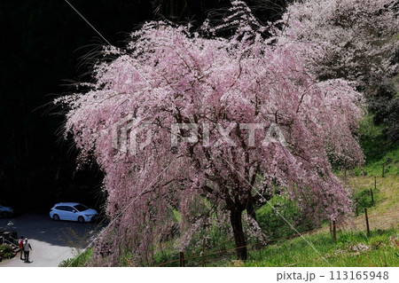 枝垂れ桜 枝垂れ桜 113165948