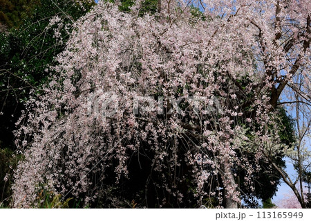 枝垂れ桜 枝垂れ桜 113165949