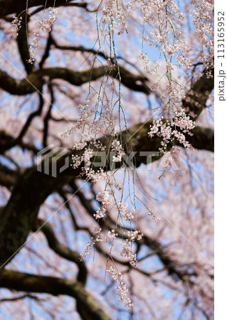 枝垂れ桜 枝垂れ桜 113165952