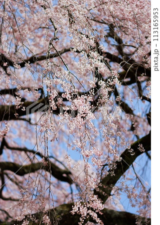 枝垂れ桜 113165953
