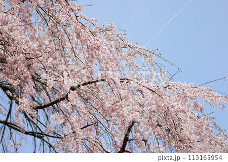 枝垂れ桜 枝垂れ桜 113165954