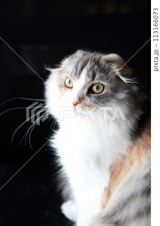 長毛の猫 黒背景 長毛の猫 黒背景 113166073