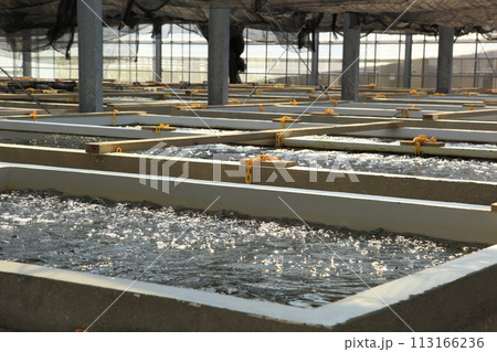 海ぶどうの養殖 海ぶどうの養殖 113166236