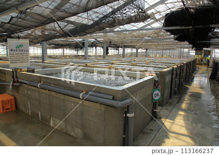 海ぶどうの養殖 113166237