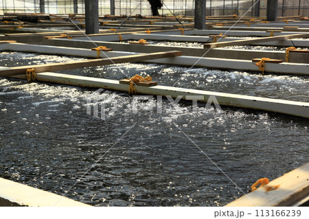 海ぶどうの養殖 113166239