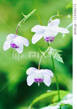 森の妖精といわれる夏の花レンゲショウマ 森の妖精といわれる夏の花レンゲショウマ 113166271