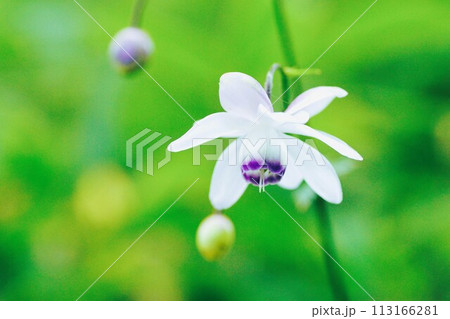 森の妖精といわれる夏の花レンゲショウマ 113166281