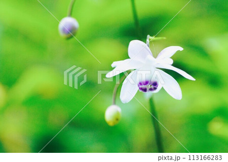 森の妖精といわれる夏の花レンゲショウマ 113166283