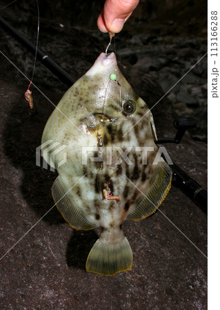 型のいいカワハギが釣れた 型のいいカワハギが釣れた 113166288