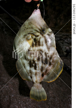 型のいいカワハギが釣れた 113166291