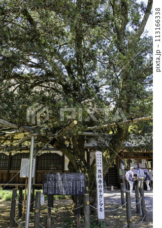 茂林寺のラカンマキ（縦） 113166338